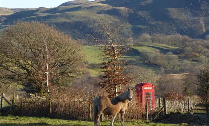 On a dog walk from Y Granary, a view of the Cambrian Mountains and a horse and red telephone box.
